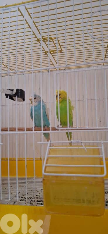 زوج بادجي هاجرومو جاهزين 2