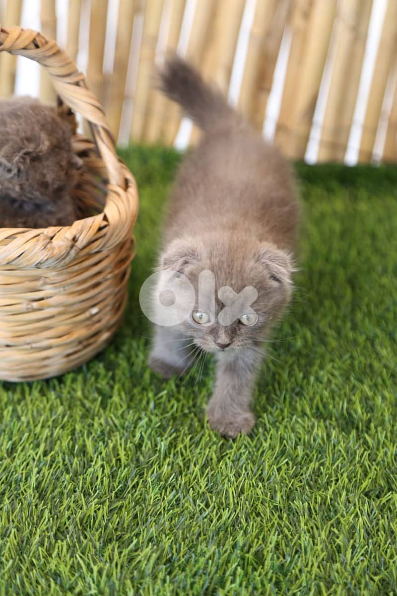 Scottish Fold Kittens 3