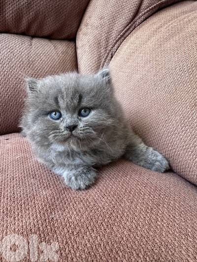 British longhair