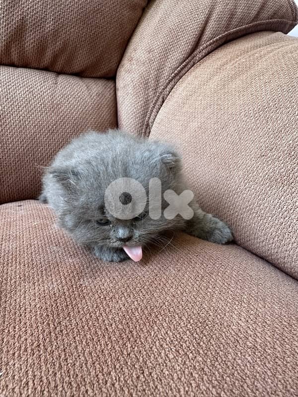 British longhair 9