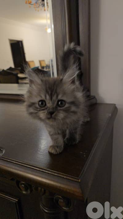 persian  and  mix  kittens