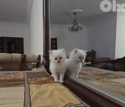 persian  kittens