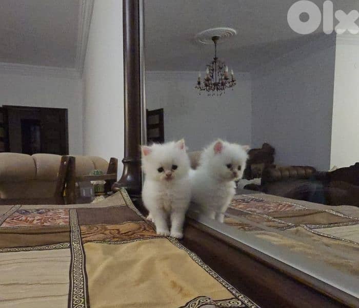 persian  and  mix  kittens 1