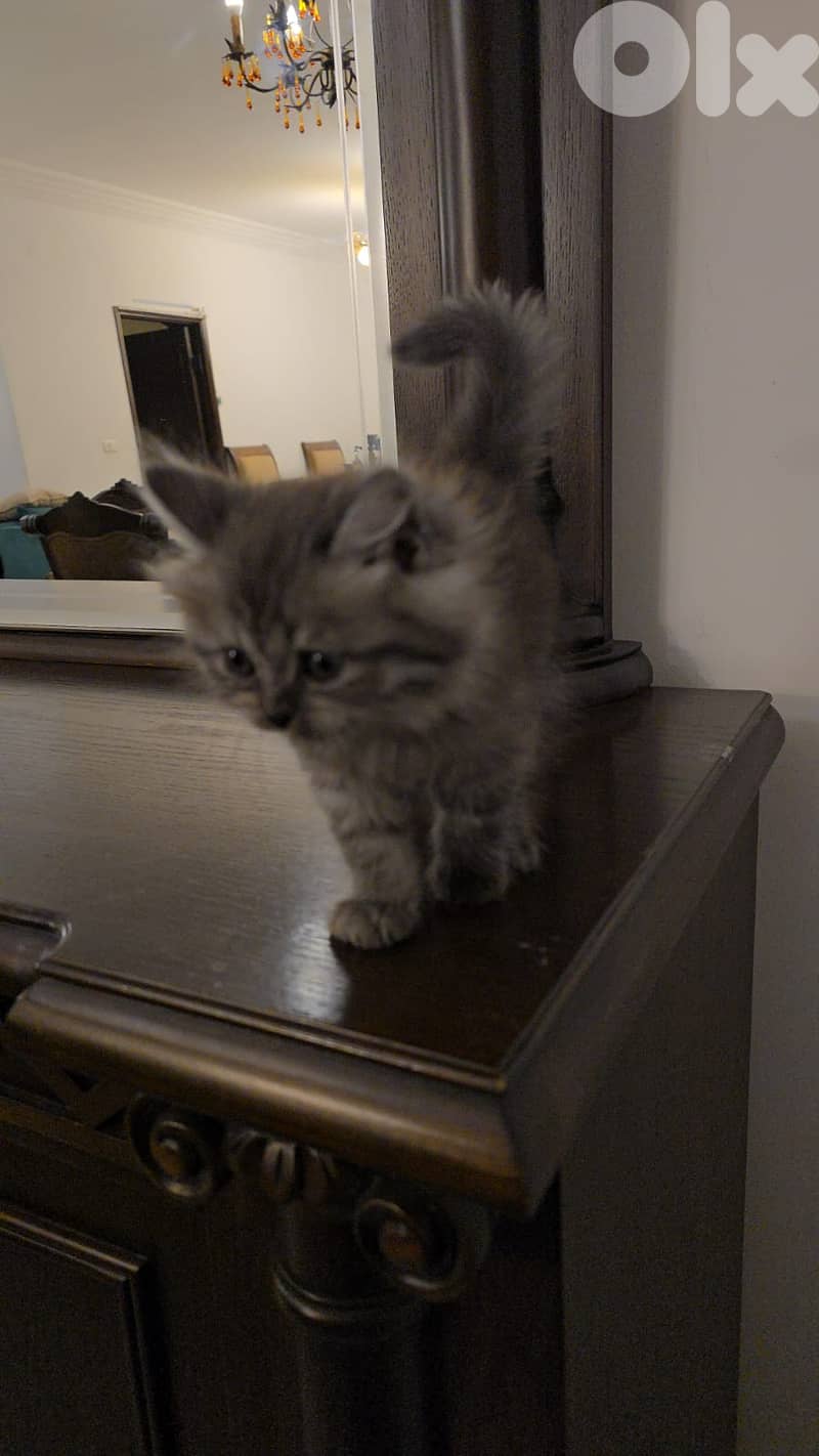persian  and  mix  kittens 2