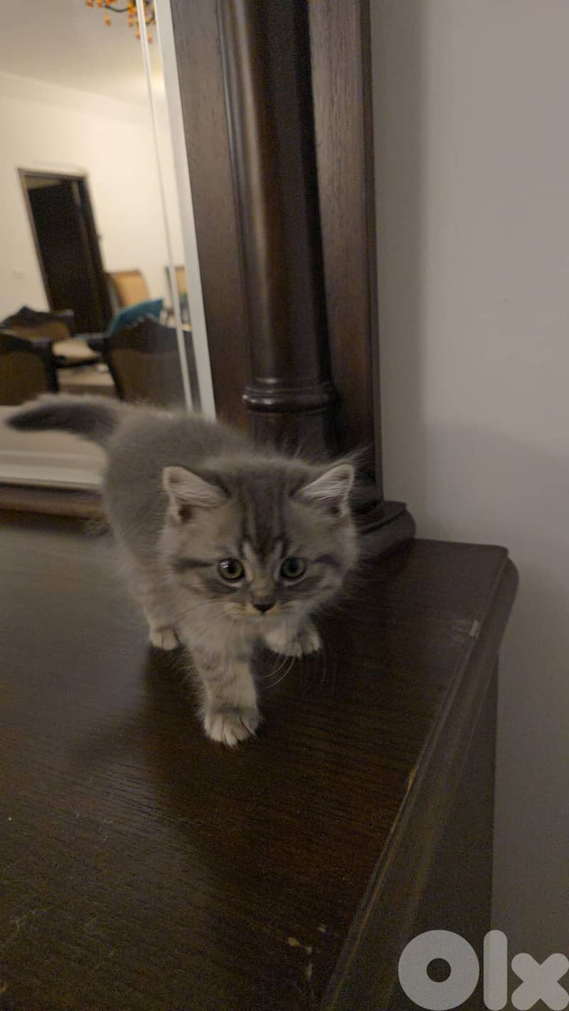 persian  and  mix  kittens 3