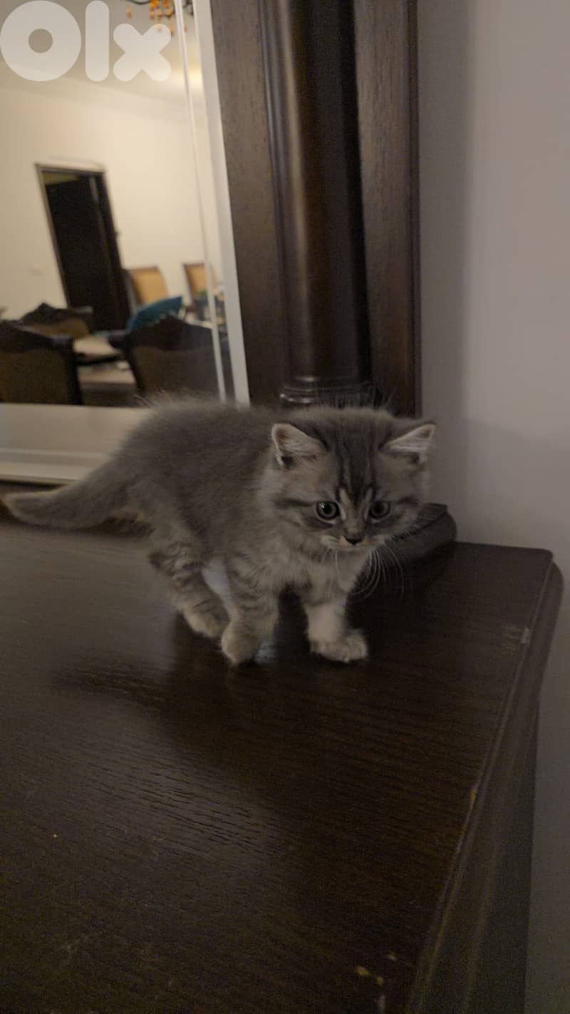 persian  and  mix  kittens 4