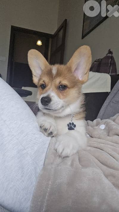 Corgi puppy