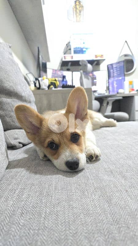 Corgi puppy 1