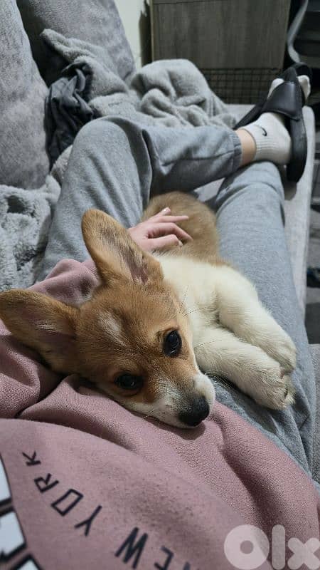 Corgi puppy 2