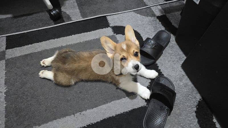 Corgi puppy 3