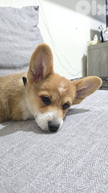 Corgi puppy 4