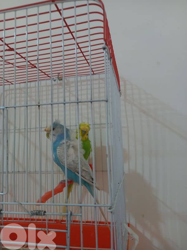 زوج بادجي هاجرومو جاهزين 5