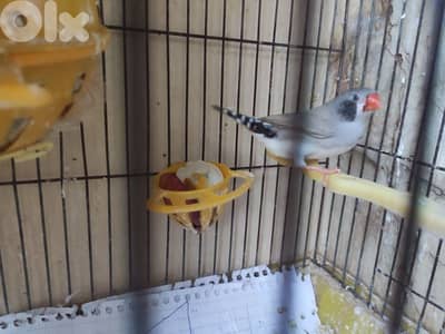 زوج مع فراخن zebra finch