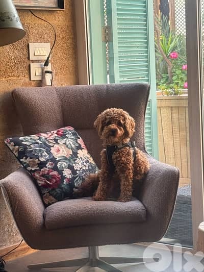 Toy Poodle caramel dog vaccined microship male potty trained passport