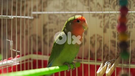 عصفور روز مروّض