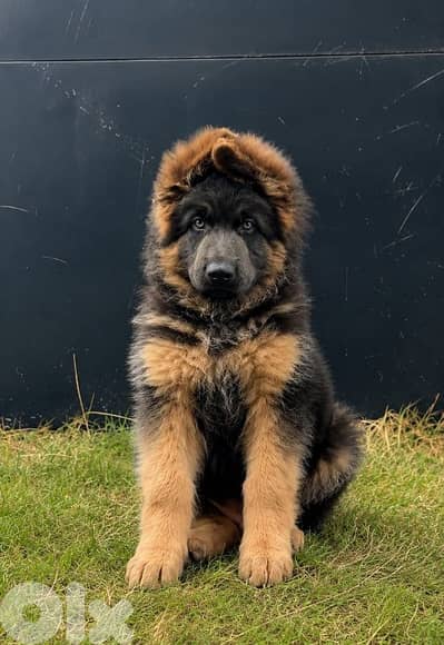 german shepherd