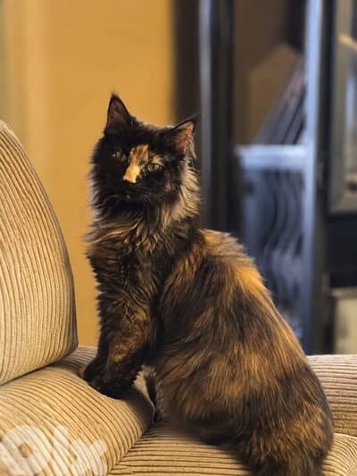 4 cats for sale