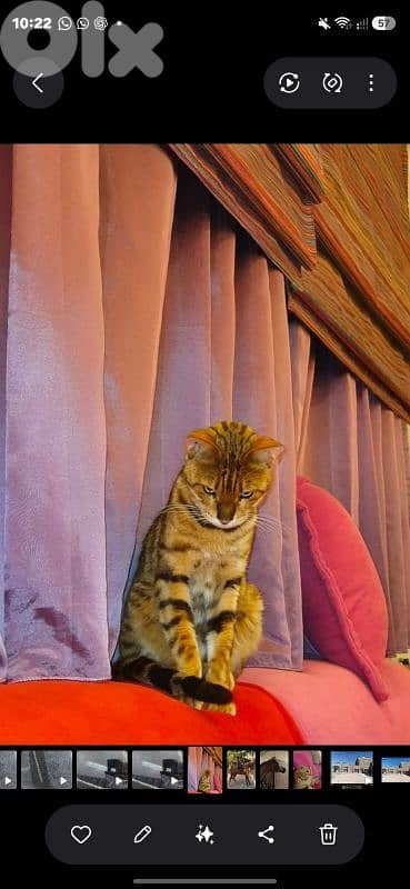 4 cats for sale 1
