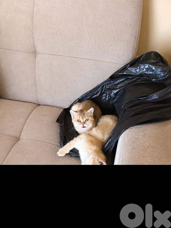 4 cats for sale 2