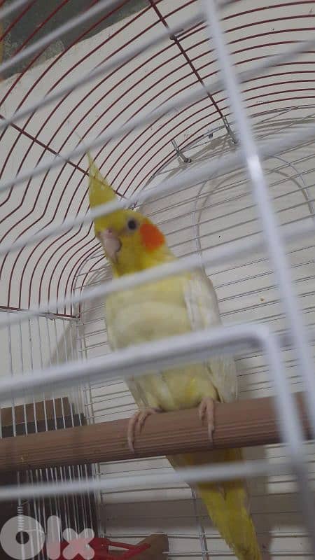 مدينة صيدا 1