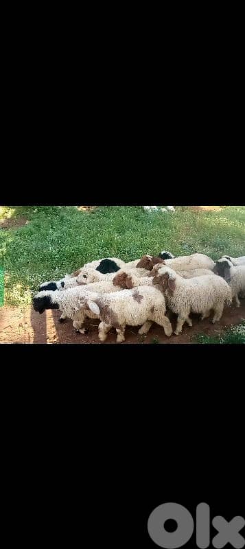 خواريف وفطايم