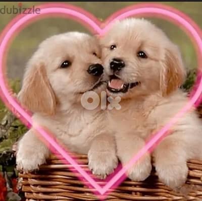 Sweet Golden Retriever puppies in store DELIVERY accross Lebanon