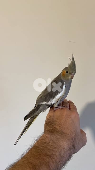 كروان و روز مروضين