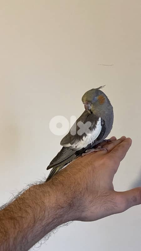 كروان و روز مروضين 1