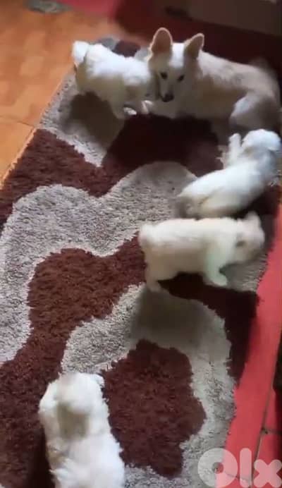 loulou spits puppies