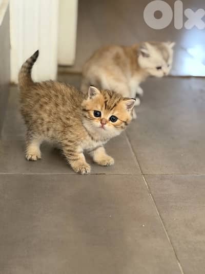 kitten
