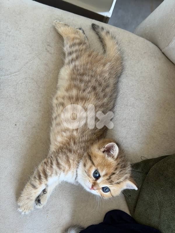 kitten 6