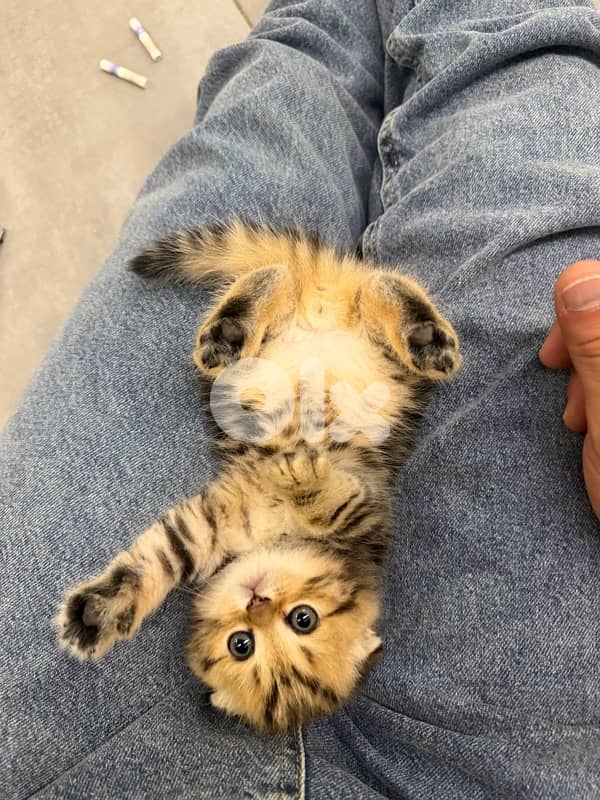 kitten 7