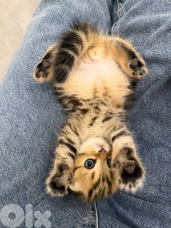 kitten 8