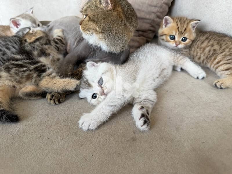 kitten 10