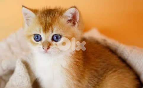 golden chinchella