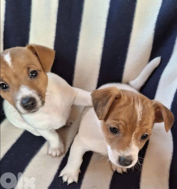 jack russel puppy 1