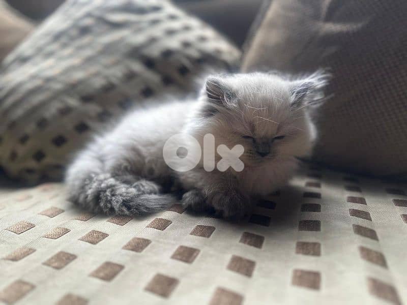 Blue eyed female himalayan kitten 1