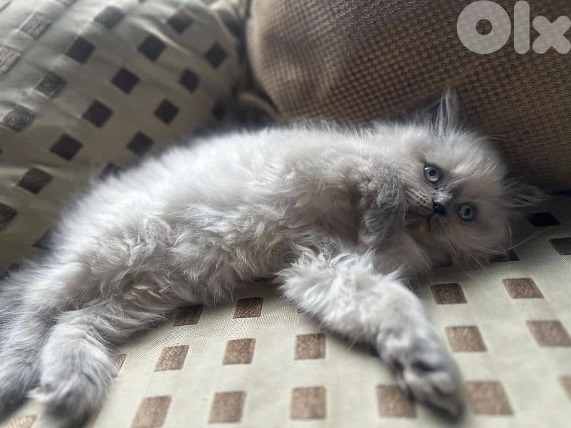 Blue eyed female himalayan kitten 2