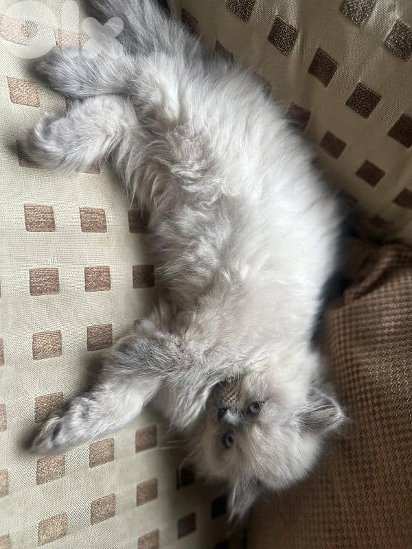 Blue eyed female himalayan kitten 3