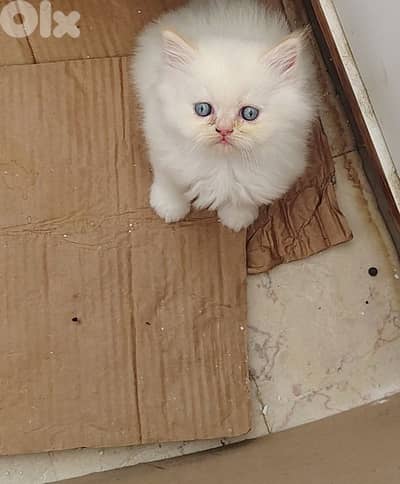 Himalayan Fluffy Long furr Kitten