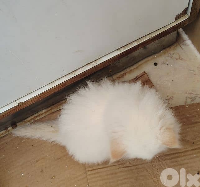 Himalayan Fluffy Long furr Kitten 1