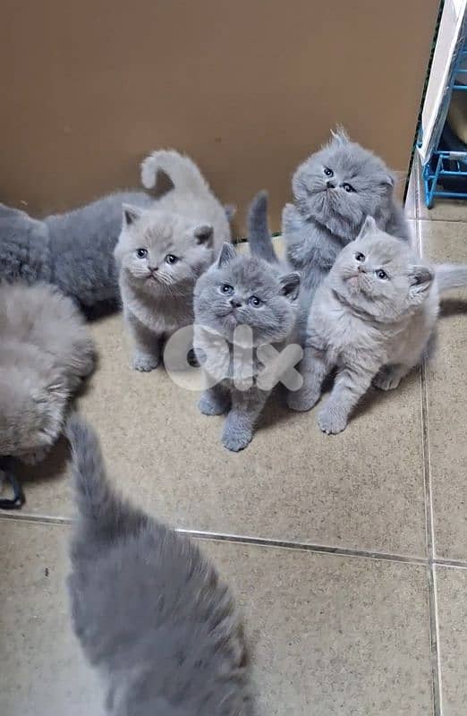 British shorthair & Scottish fold kittens for RESERVATION 16
