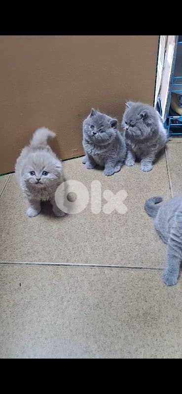British shorthair & Scottish fold kittens for RESERVATION 17