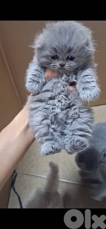 British shorthair & Scottish fold kittens for RESERVATION 18
