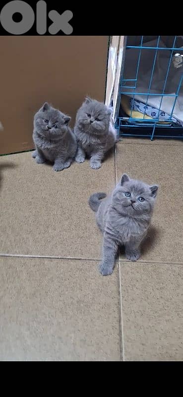 British shorthair & Scottish fold kittens for RESERVATION 19