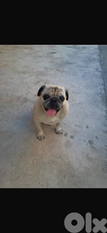 pug dog