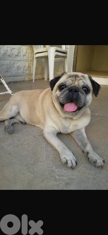 pug dog 1