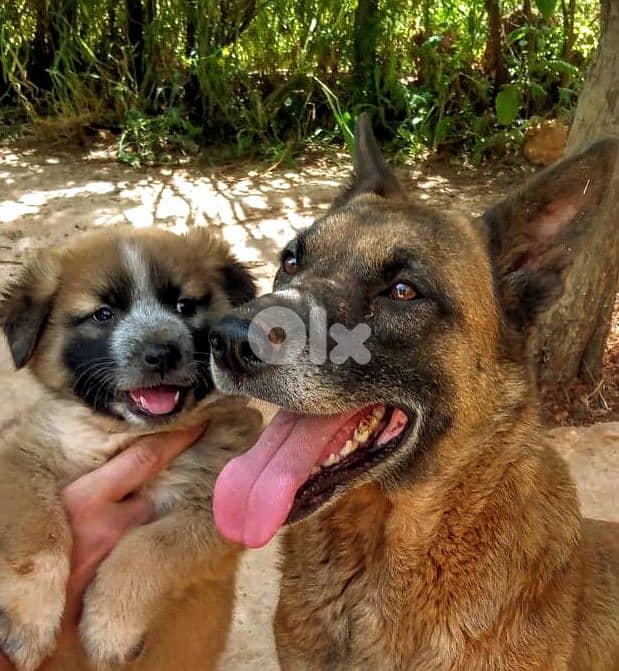 Male German Malinois Shepherd LONG hair BIG size 1