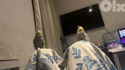 super tamed cockatiel 150$