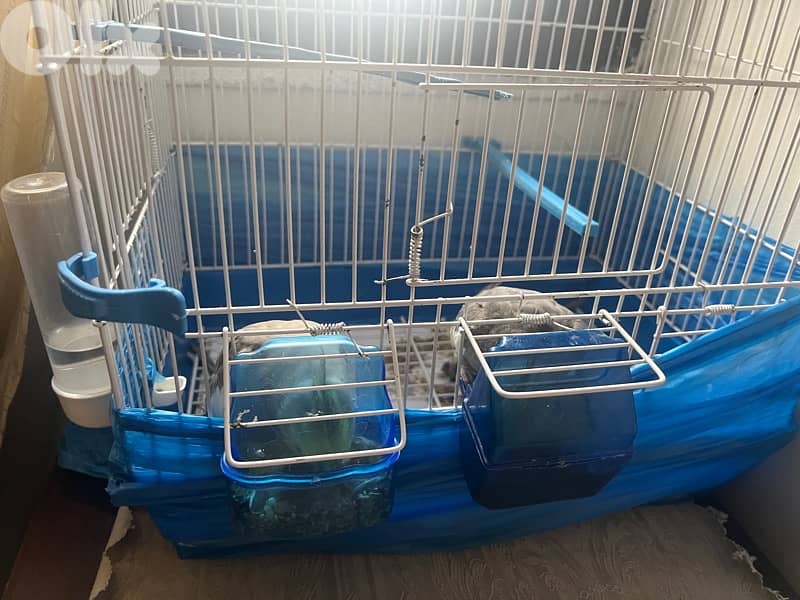 super tamed cockatiel 150$ 1